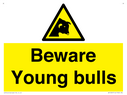 beware-young-bulls~